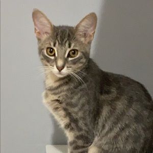 Meet your Posher, Yeibi